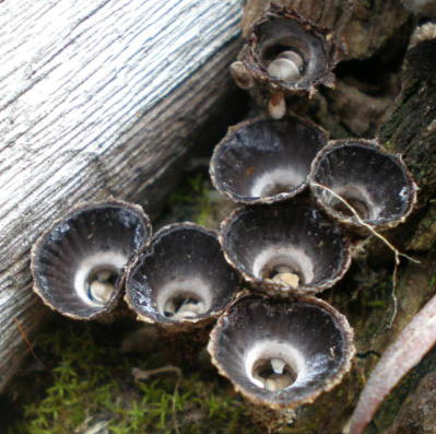 Cyathus helenae